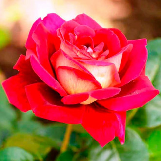 Роза (Rosa) чаен хибрид Kronenburg  изображение 4